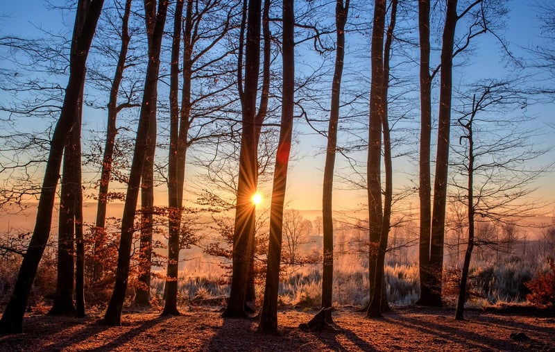 Tree in the sunlight